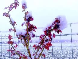 Fleurs immaculées de neige