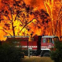 Foret en feu