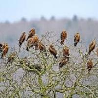 Migration des oiseaux