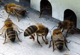 L'entrée de la ruche