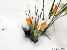 Fleurs immaculées de neige
