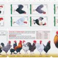 Carnet de timbres 