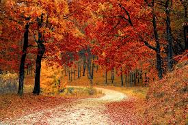 Les couleurs d'automne