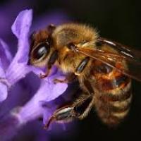 Abeille butine les fleurs de lavandes