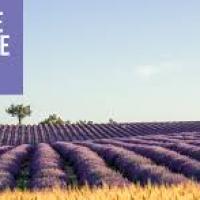 Champ de lavandes