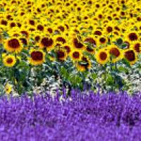 Lavandes et tournesol