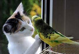 Bon ménage oiseau et chat