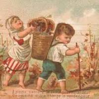 Vendange par des bambins