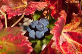 Feuilles de vigne