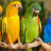 Migration des oiseaux