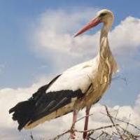 Migration des oiseaux