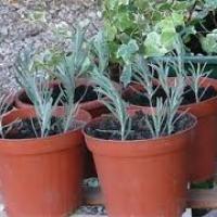 Pots de lavandes