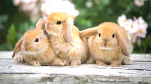 Les lapins doudous