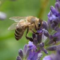 Abeille sur fleurs de lavandes