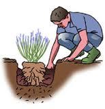 Plantation des lavandes