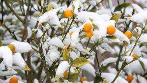 Les fleurs printanières sous la neige