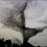 Migration des oiseaux