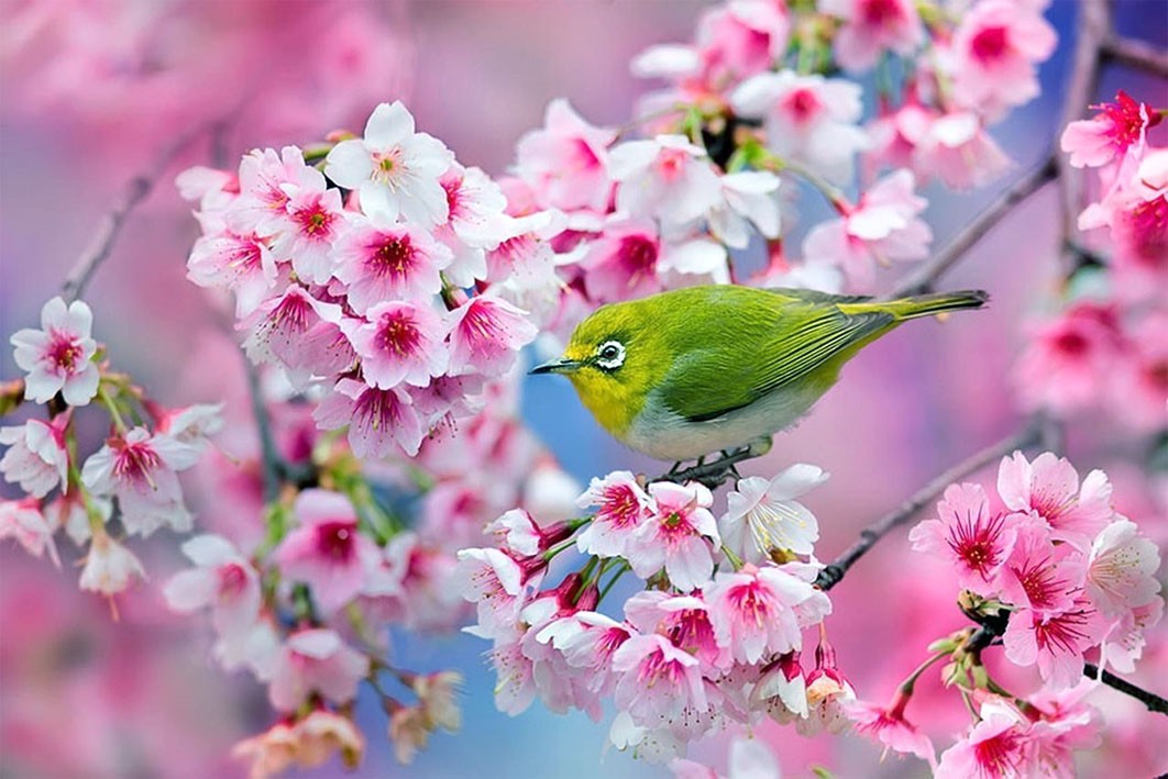 La vie des oiseaux dans les fleurs de cerisiers