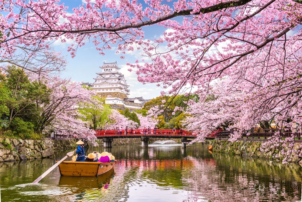 Les célèbres cerisiers en fleur au Japon