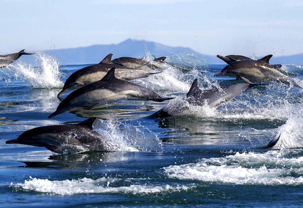 Les dauphins reconnaissent leurs amis grâce à leur urine