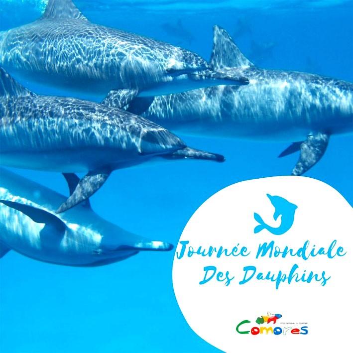 Le 23 juillet journée mondiale des dauphins