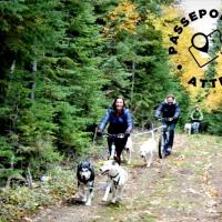 Marche avec des chiens