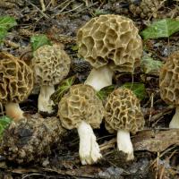 Morilles