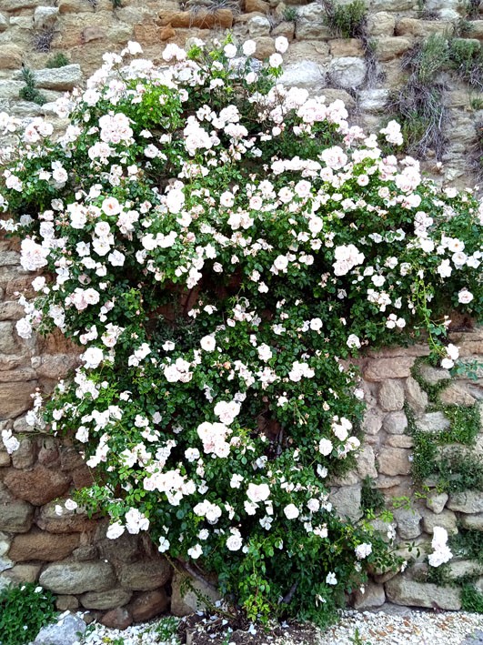 Mur couvert de roses blanches