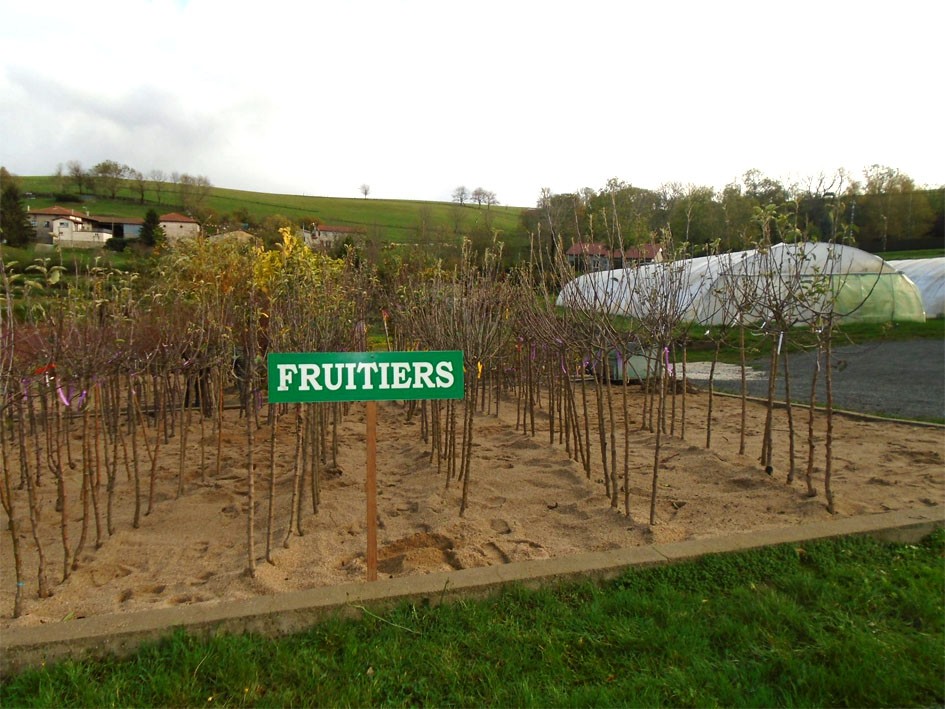 Nos arbres fruitiers