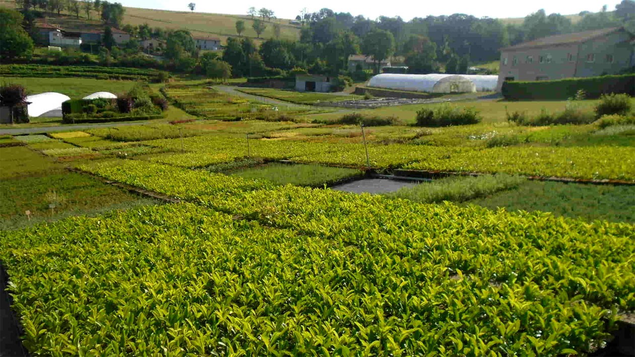 Nos cultures en pleine terre