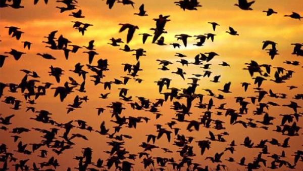 Migration des oiseaux