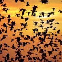 Migration des oiseaux