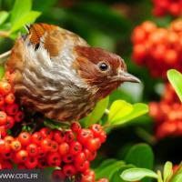 Migration des oiseaux