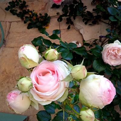 La reine des fleurs : LA ROSE