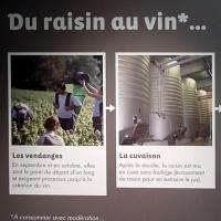 Du raisin au vin