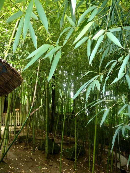 Foret de bambous