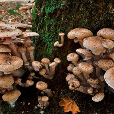 La saison des champignons