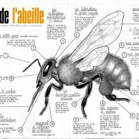 Plan de l'abeille