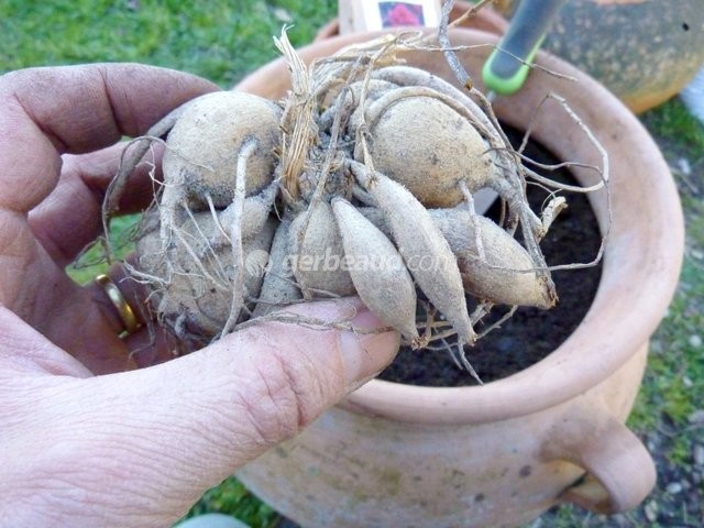 Plantation tubercules dahlia