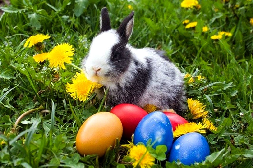 Pourquoi des œufs et des lapins en chocolat pour Pâques