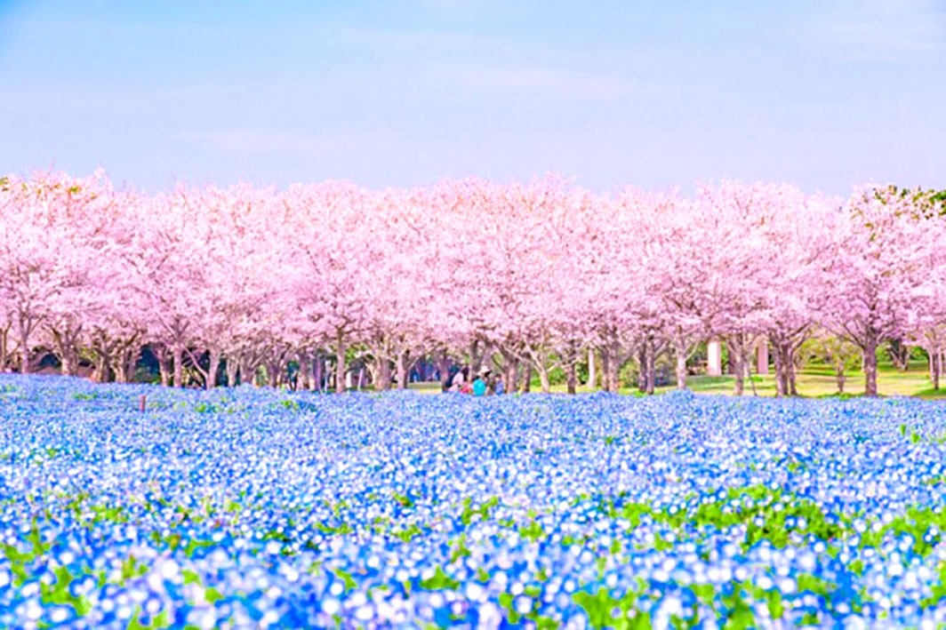 Rose et bleu est le printemps au Japon