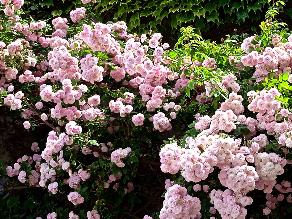 Roses pompons