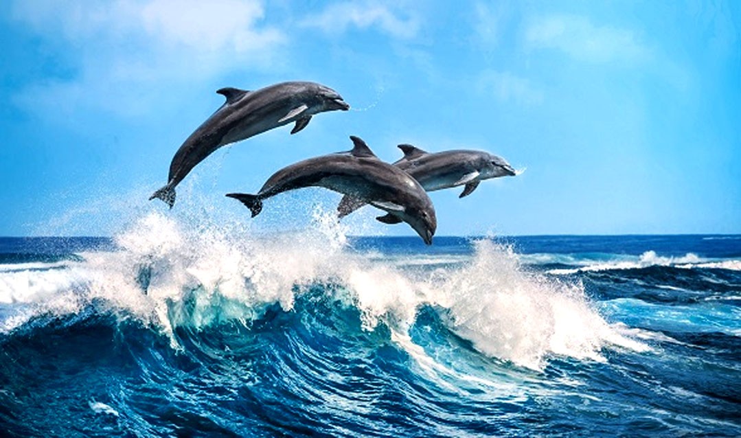 Saut des dauphins