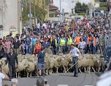 Troupeau de moutons dans le village