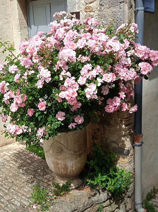 Vase fleurie de roses