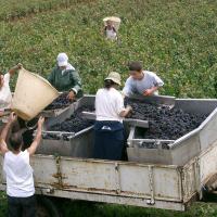 Les vendanges