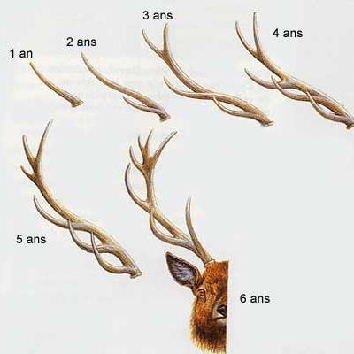 Le brâme du cerf