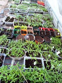 2024 02 24 plants de semis 11