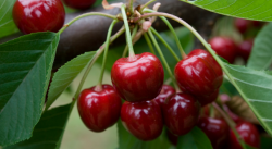 Cerises sur l arbre