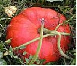 courges-romaine.jpg